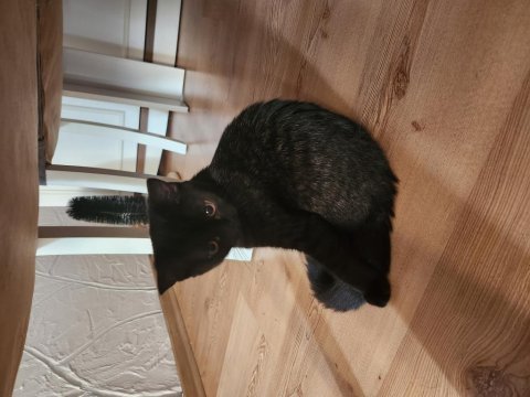 2 aylık yavru british longhair siyah