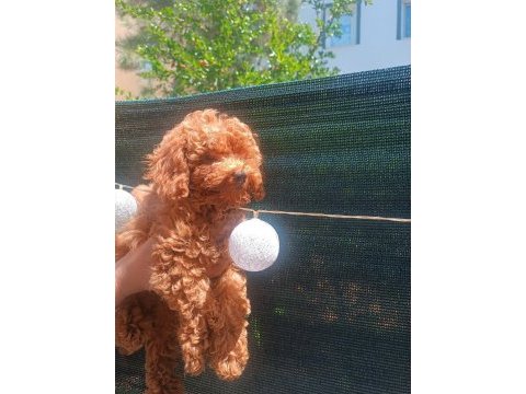 Ev ortamında toy poodle yavrular