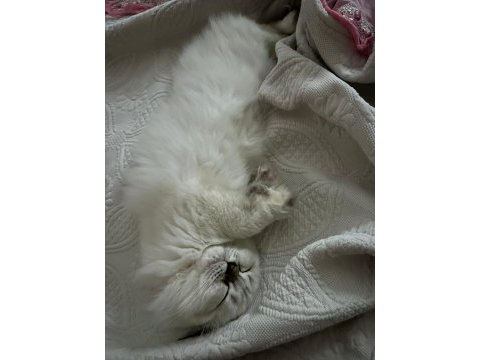 British longhair