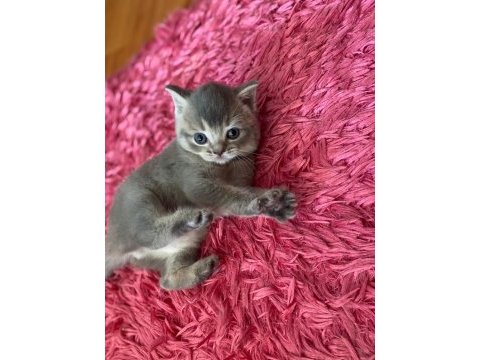 3 adet british shorthair kızlarımız yeni yuvalarını arıyor