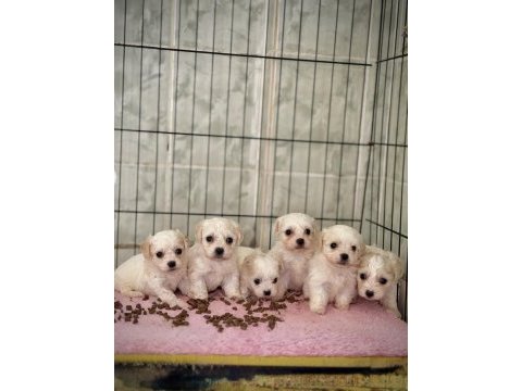 Birbirinden tatlı maltipoo bebekler