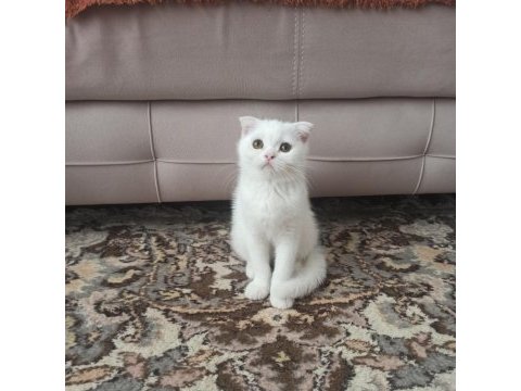 Scottish fold dişi yavrumuz