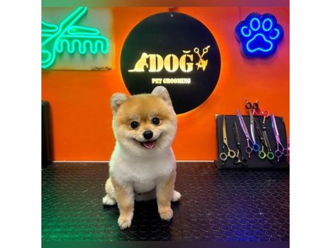 Ukrayna safkan pomeranian