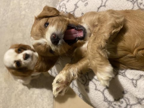 Orjinal cavapoo yavrularımız