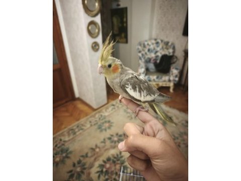 3 aylık sultan papaganı erkek