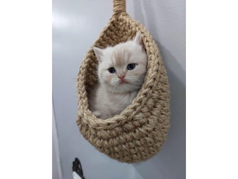 Exotic shorthair yavrumuz yeni evini arıyor