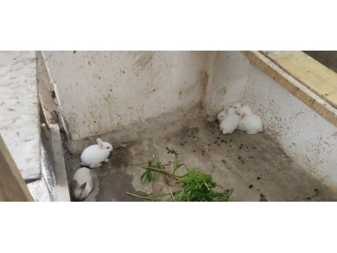 Beyaz tavşanlar yuvalarını bekliyor