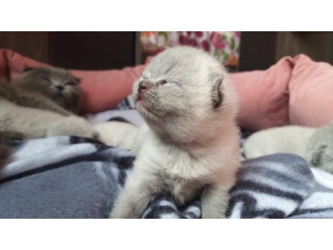 Scottish fold blue point yavrular