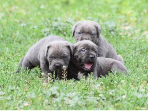 Heybetli ırk garantili cane corso yavrular