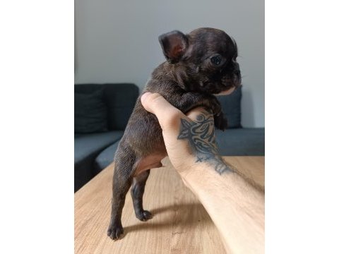 A+ kalite french bulldog yavrularımız
