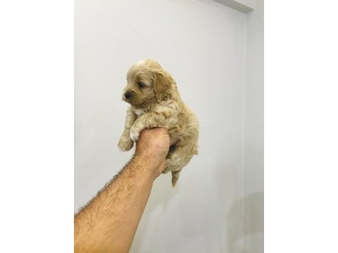 Kore maltipoo yavrularım