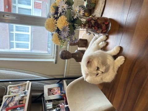 Dişi safkan ny british shorthair