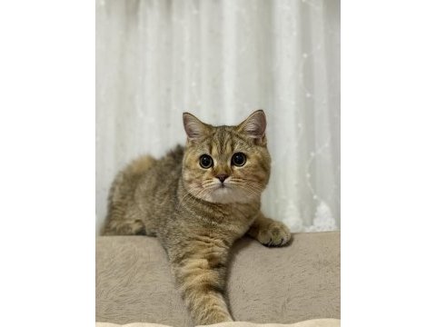 5 aylık dişi british shorthair