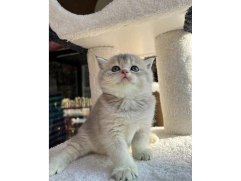 Mükemmel ay11 anne baba şecereli british shorthair