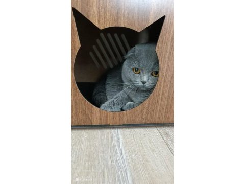 1 yaşında erkek eğitimli safkan scottish fold