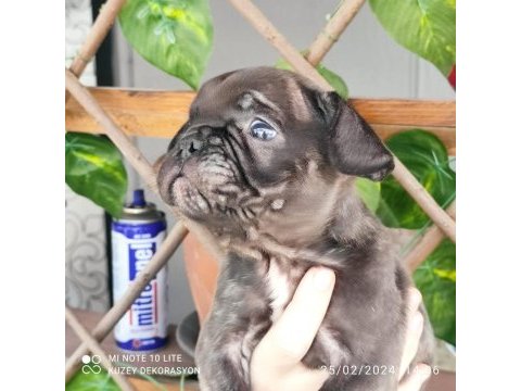 45 günlük french bulldog yavru