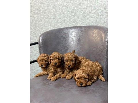 Toy poodle bebeklerimiz