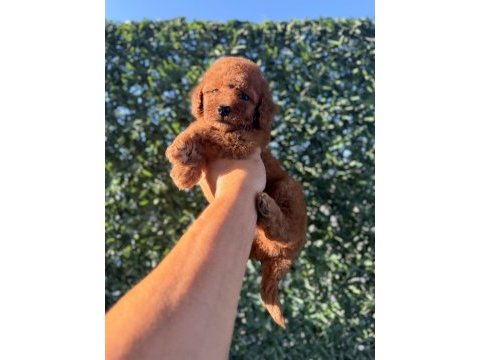 Dişi kore kan poodle yavrumuz