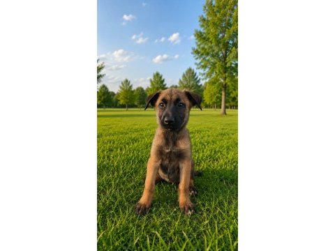 Şecereli belçika malinois yavruları