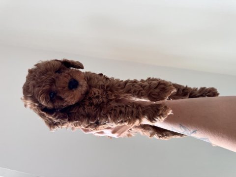 Toy poodle 2 aylık antalya