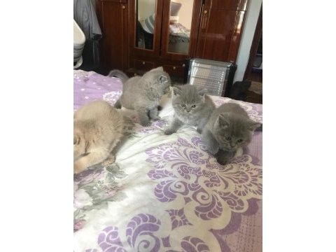 Scottish fold ve straight