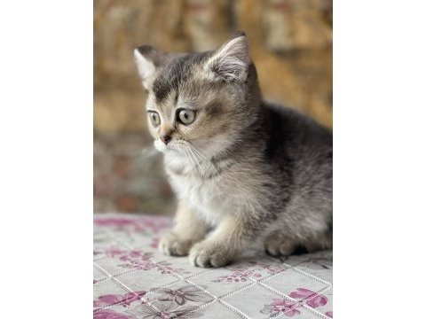 British black golden bebek uygun sahiplendirilecek
