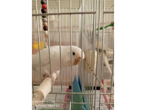 1 takım eşli muhabbet kuşu