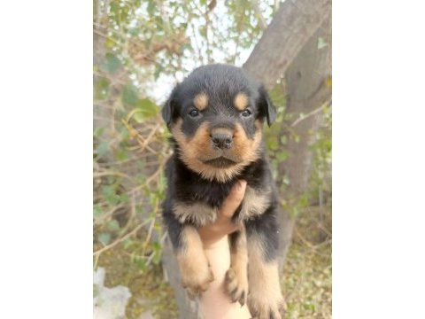 A kalite rottweiler yavrular