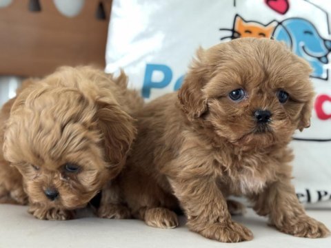 Ankaranın en özel mini  kore malripoo yavruları