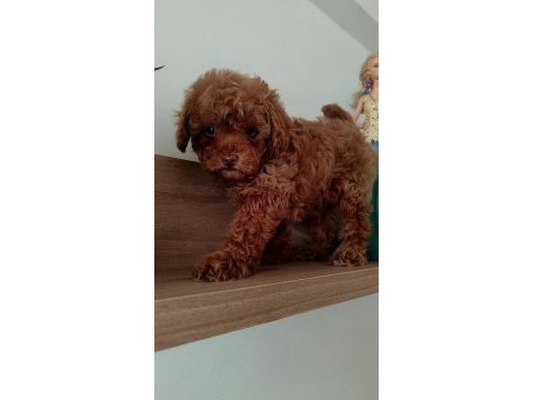 En güzelinden poodle bebeklerimiz hazır