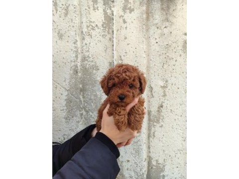 Tatlı toy poodle bebeklerim
