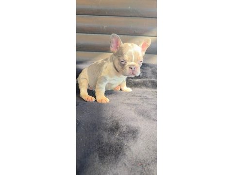 French bulldog köpeğimiz dişi