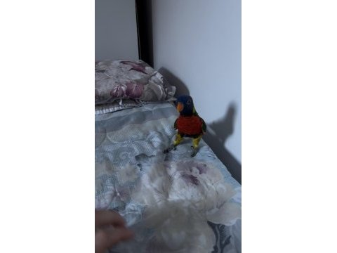 Konuşan full evcil lori böylesi yok