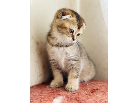 Birbirinden sevimli scottish fold yavrular