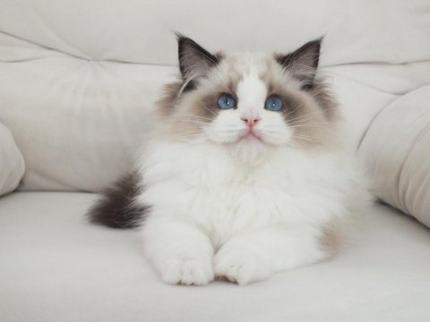 Full şecereli ragdoll yavruları