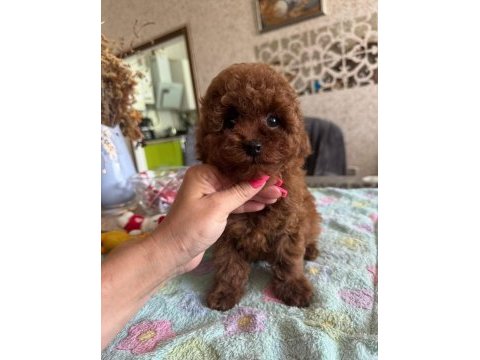 Kore toy poodşe yavrular