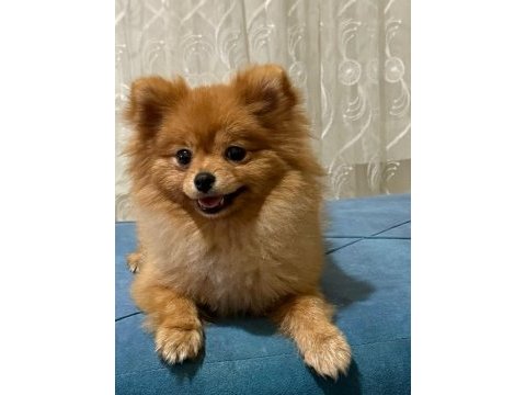 7 aylık dişi pomeranian