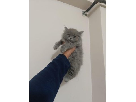 British shorthair bebekler