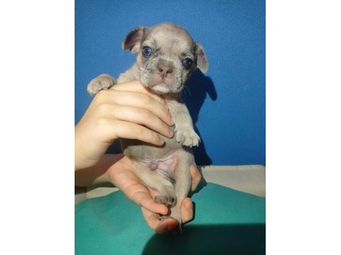 Tatlı, sağlık ve ırk garantili french bulldog yavruları