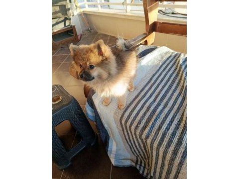 Pomeranian 4 aylık