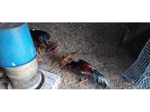 Safkan hint horozları 10 aylık