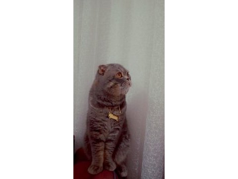 Scottish fold simba için maalesef yeni yuva arıyoruz