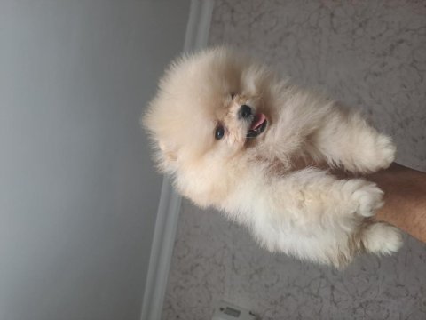 81 ile güvenli teslimat pomeranian yavrular