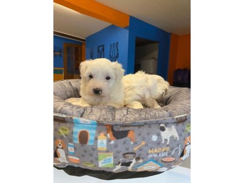 Kg garantili maltese terierler