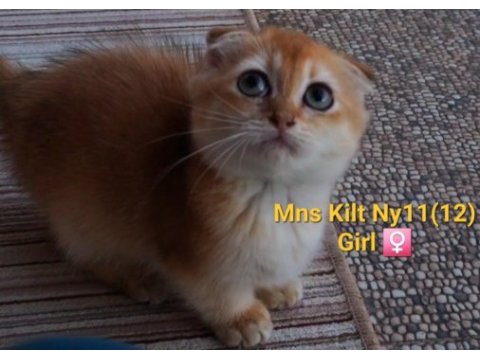 Munchkin kilt cüce golden scottish fold yavrumuz