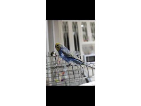 3 yaşında maviş muhabbet kuşu