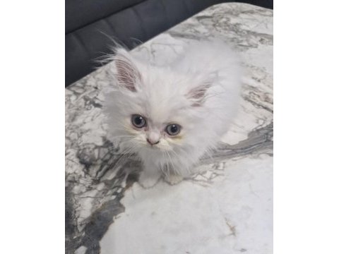 1.5 aylık british longhair erkek