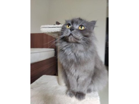 Scottish longhair kedimi ücretsiz sahiplendireceğim