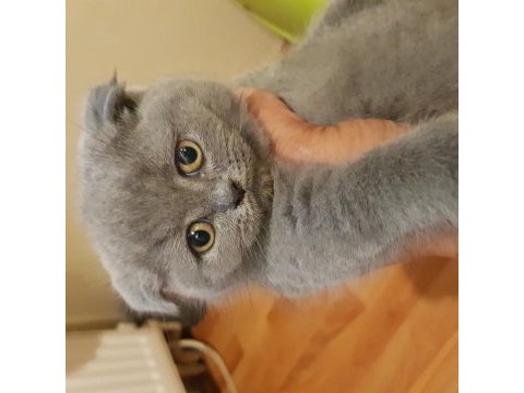 Veteriner kedilerinin safkan scottish fold yavruları