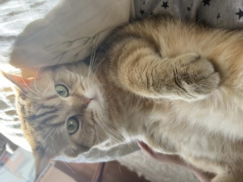 Kedi eş bulma british shorthair